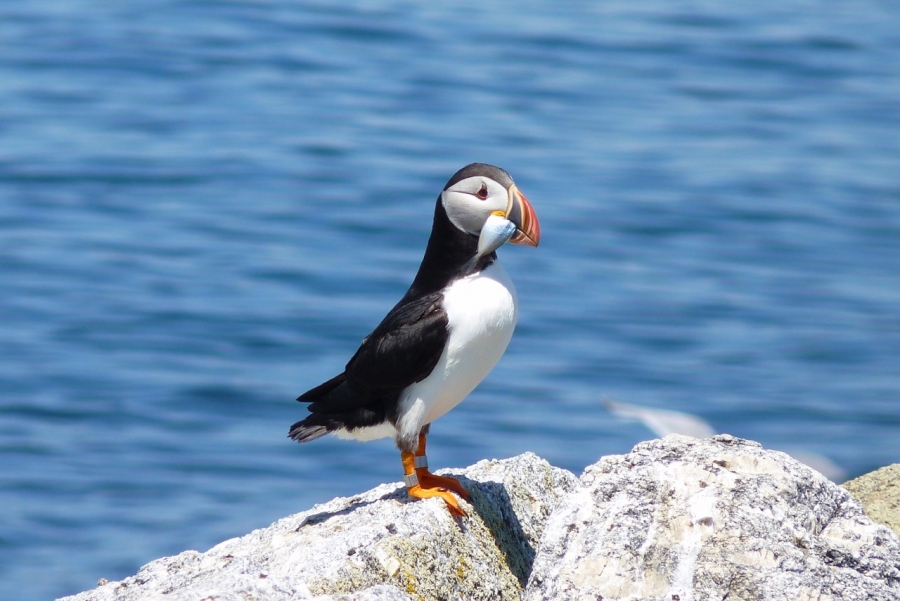 a black and white bird with a colorful bill watches from a rock as the ocean waves crash behind it